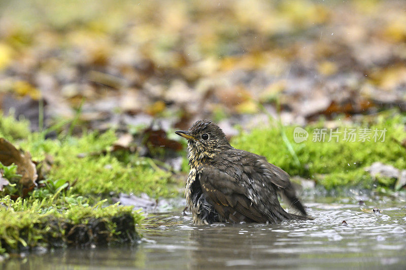 画眉(Turdus philomelus)